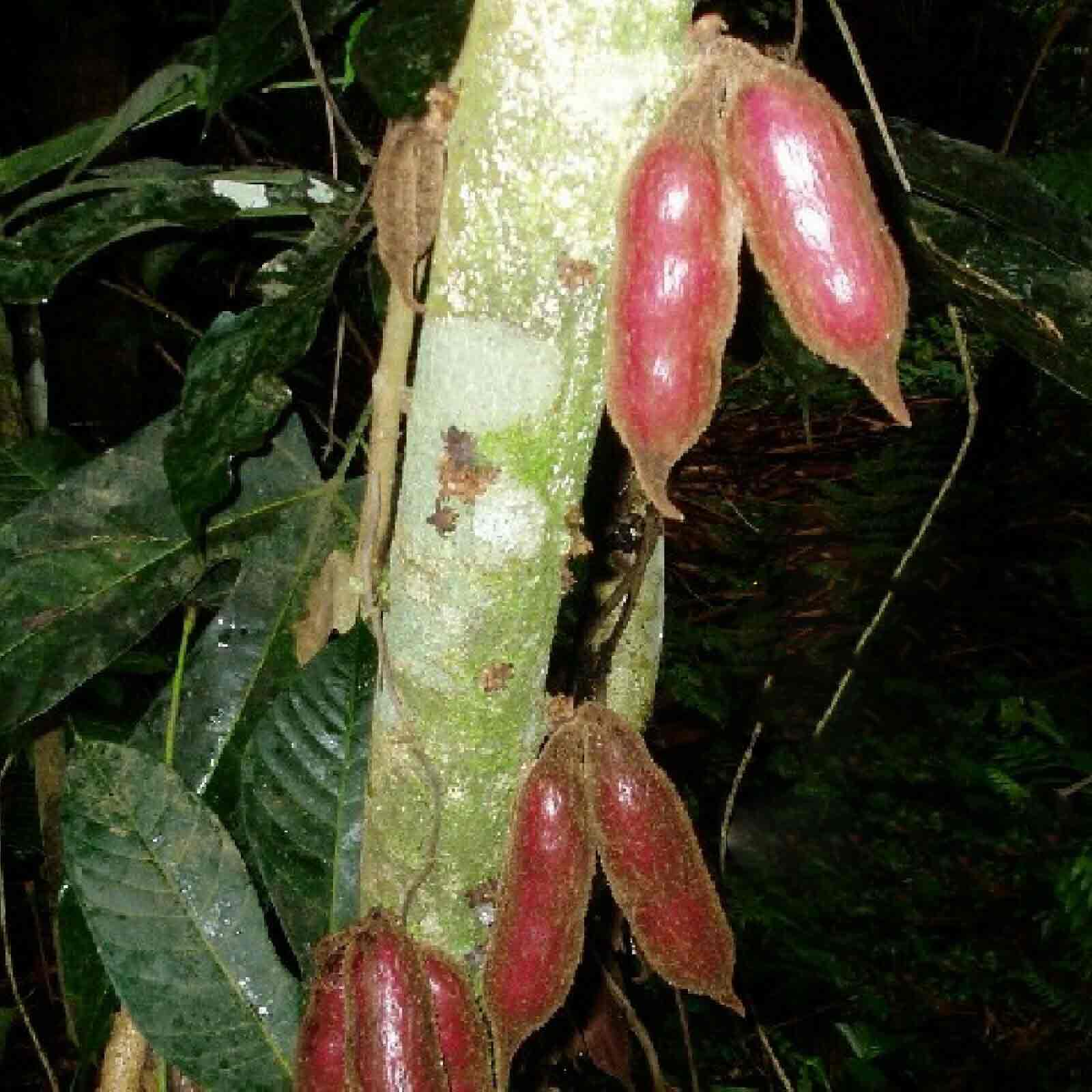 Annexe colo_pachykarpa2.jpg