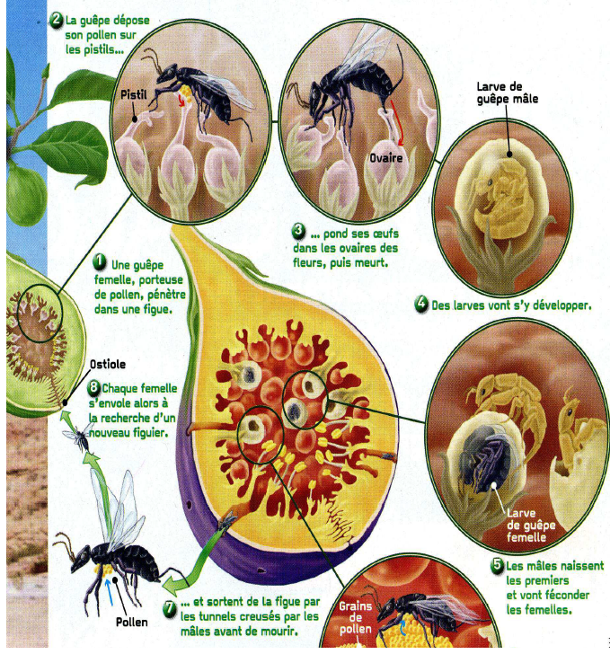 Annexe figuiers_pollinisation.png