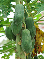 Annexe Carica_papaya_14_7_2012.jpg