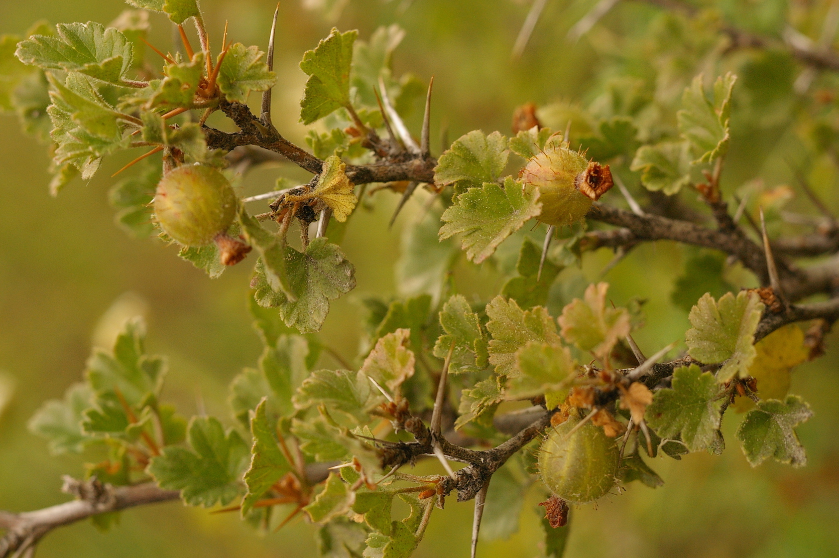 Annexe Ribes uva-crispa.jpg