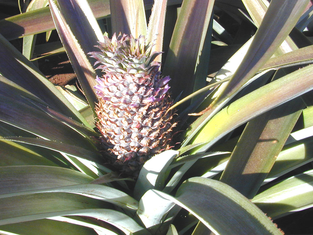 Annexe ananas.jpg