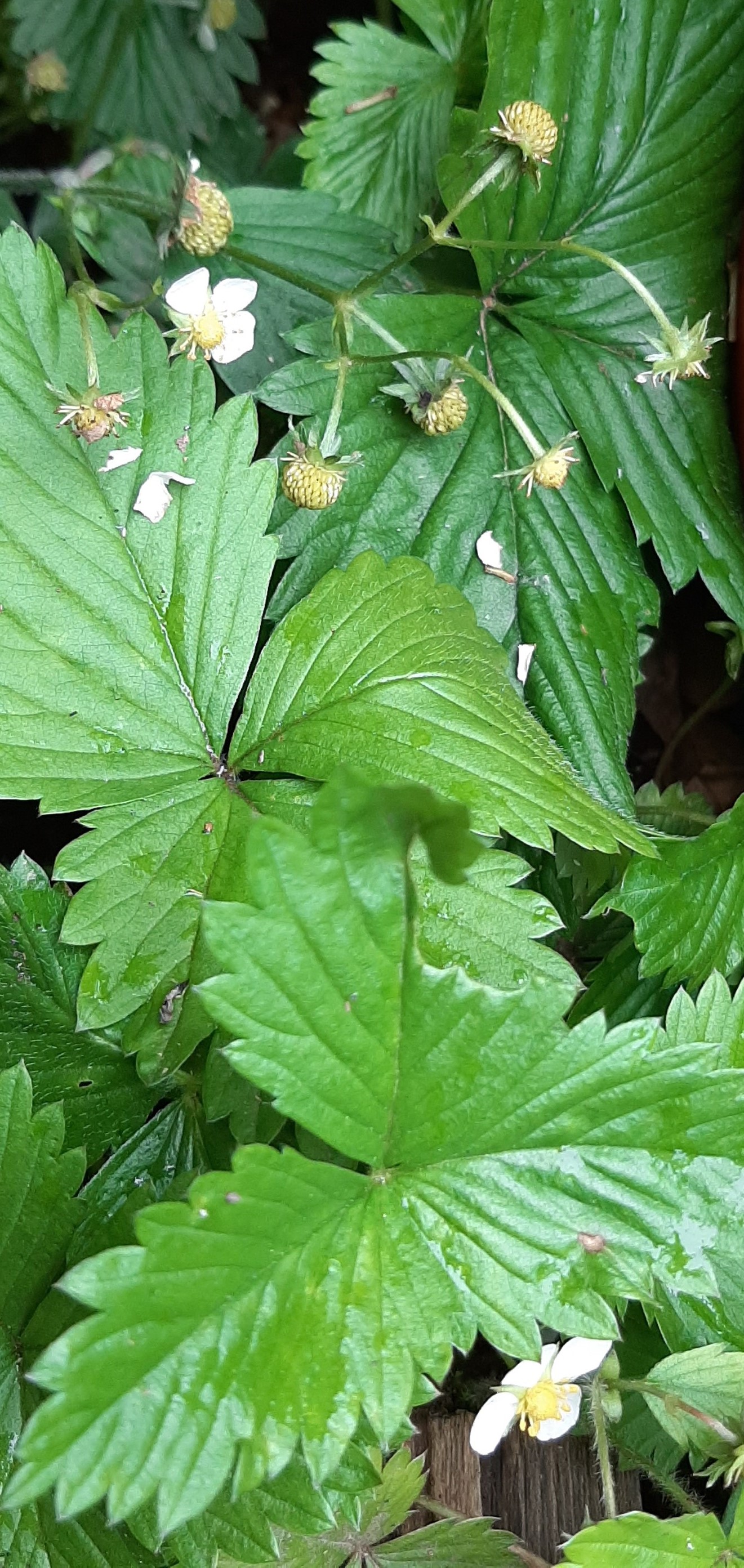 Annexe fraisier forum 2.jpg