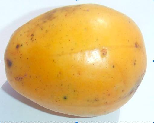 Annexe Spondias dulcis fruit mûr.jpg