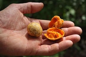 Annexe Annona_senegalensis_MS_1585.jpg