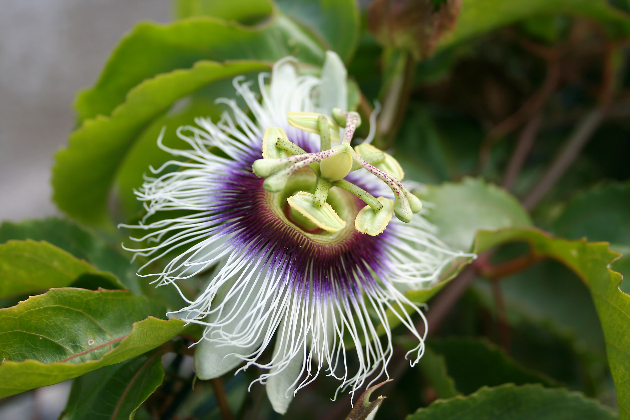 Annexe IMG_0459_DxO.jpg