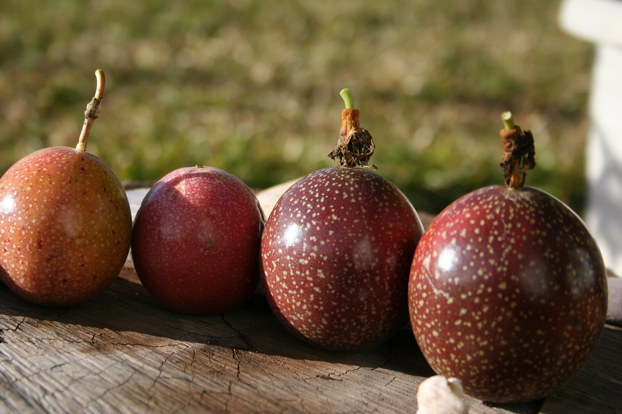 Annexe IMG_1677_DxO.jpg