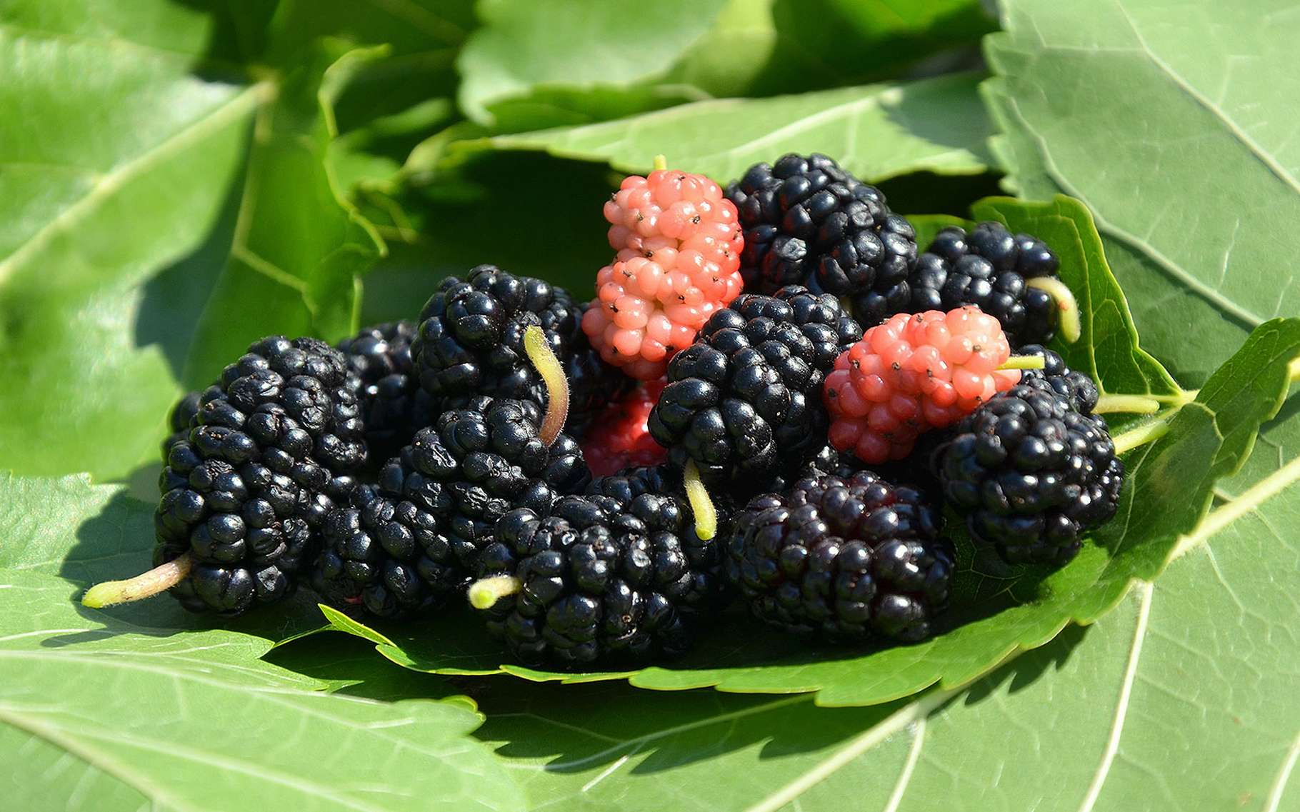 Annexe 4b3ce7556b_50144159_9692-murier-noir.jpg