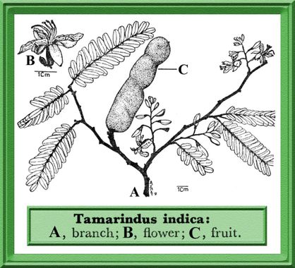 Annexe Tamarindus_indica.jpg