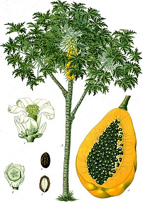 Annexe 290px-Carica_papaya_-_Köhler–s_Medizinal-Pflanzen-029.jpg