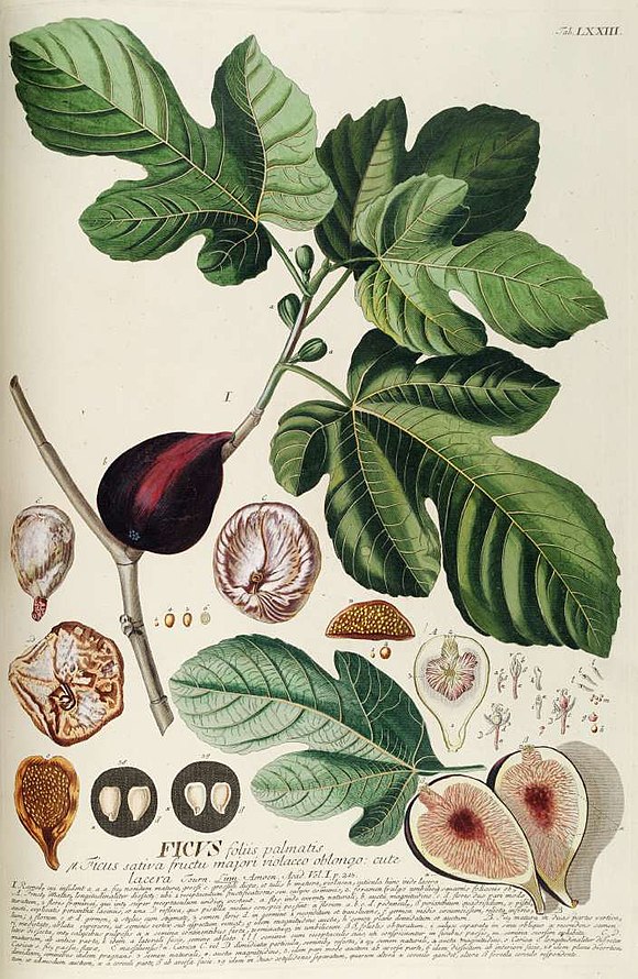 Annexe 580px-Ficus_carica_L,_1771.jpg