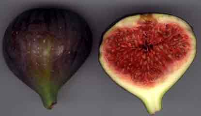 Annexe snv Jussieu figue-coupe.jpg