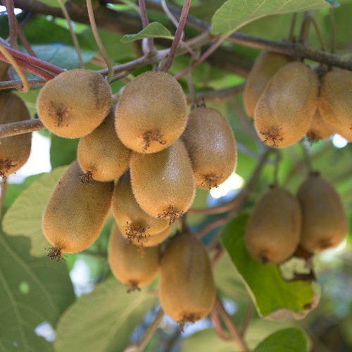 Annexe actinidia kiwi.jpg