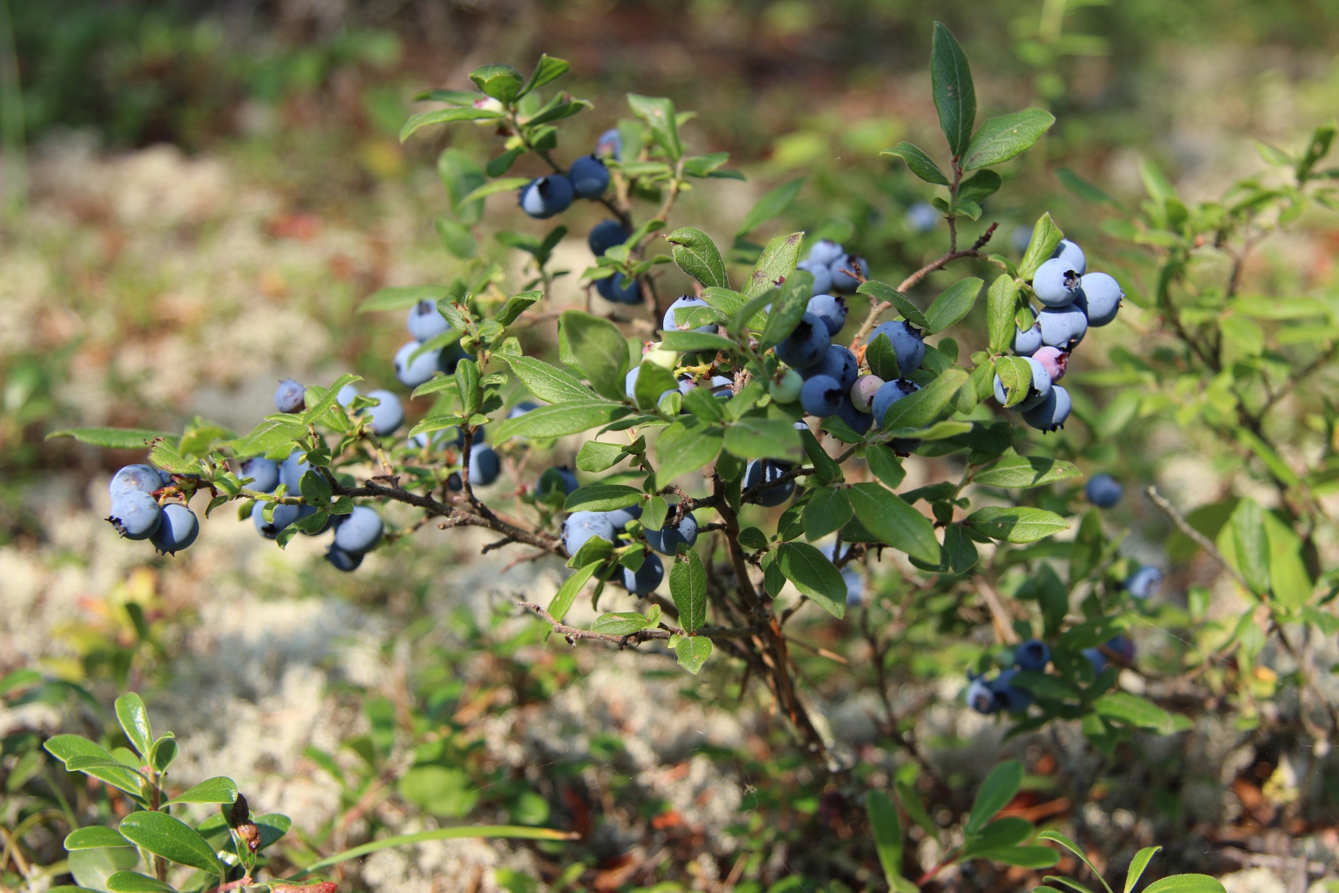 Annexe wild-blueberry-bush-1536338426oiz.jpg