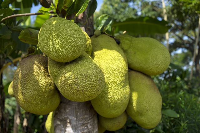 Annexe jackfruit-2108869_640.jpg