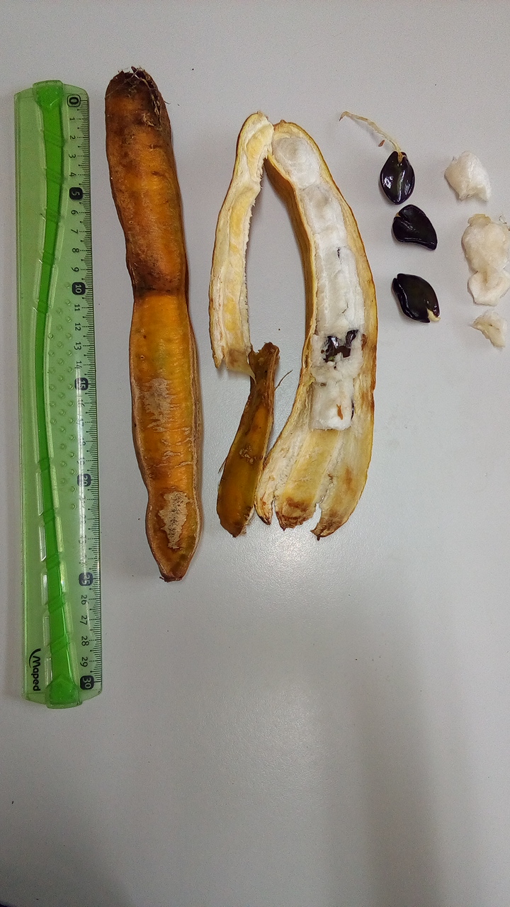 Annexe Le pacaye.jpg