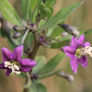 Annexe Lycium vulgare.jpg