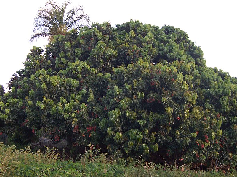 Annexe 800px-Litchi_chinensis_(tree).jpg