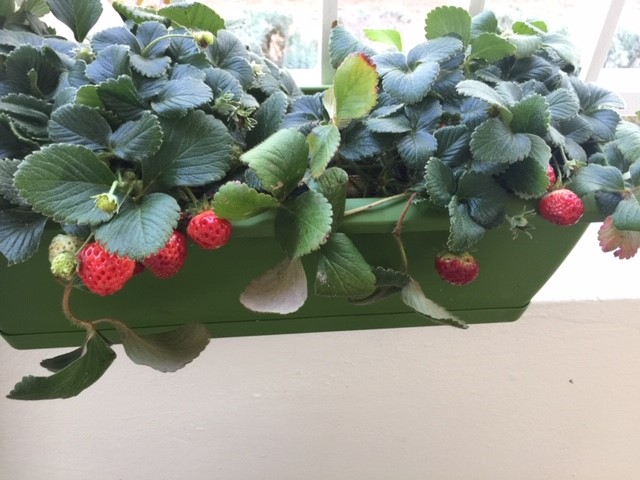 Annexe Plant de fraises.jpg