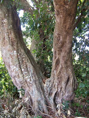 Annexe 300px-Litchi_sinensis_trunk.jpg