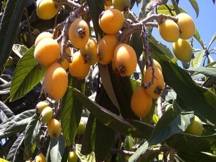 Annexe Neflier du japon.jpg