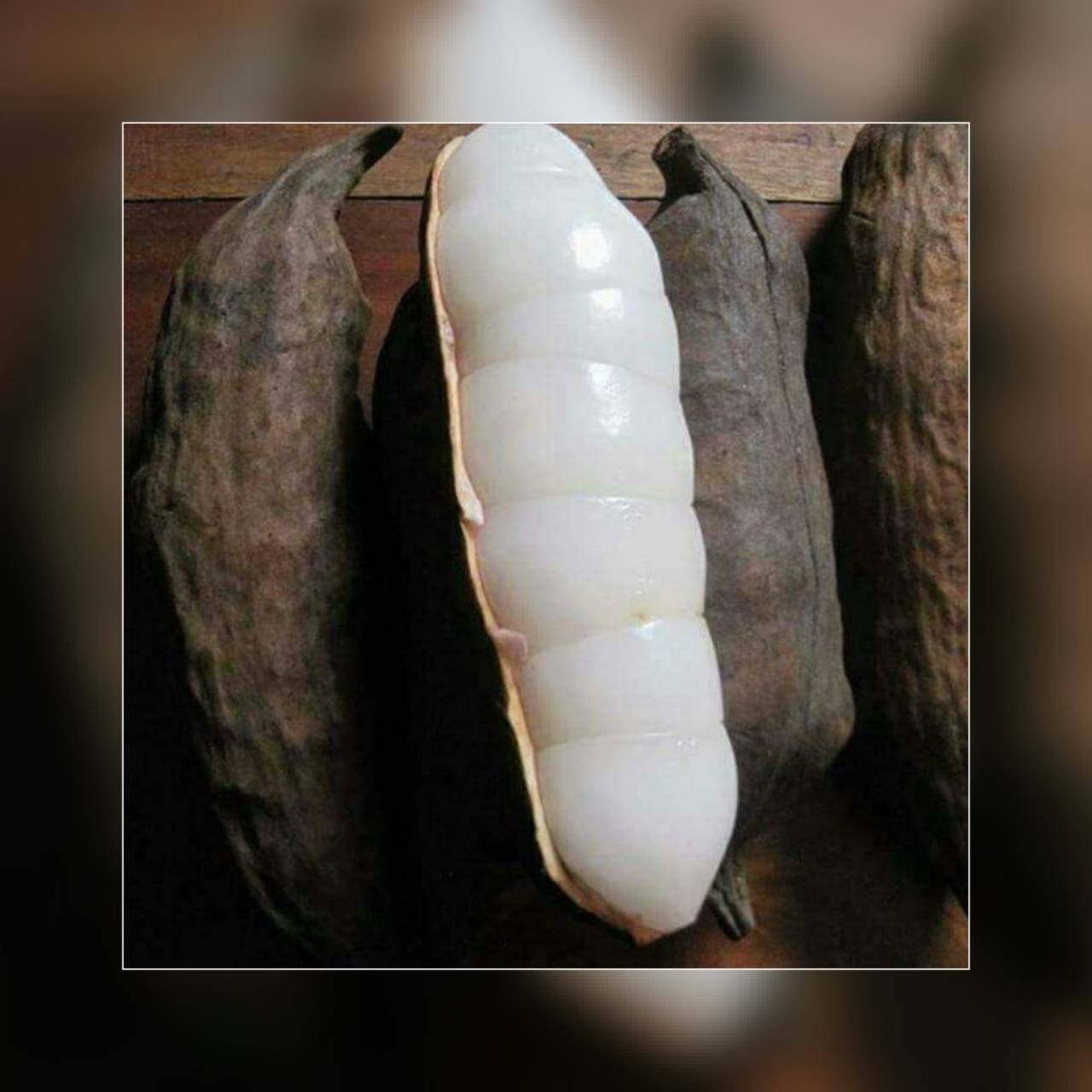 Annexe 5-5-1-Cola pachycarpa.jpg