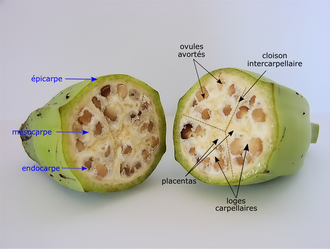 Annexe 330px-Banana_cross_section.png