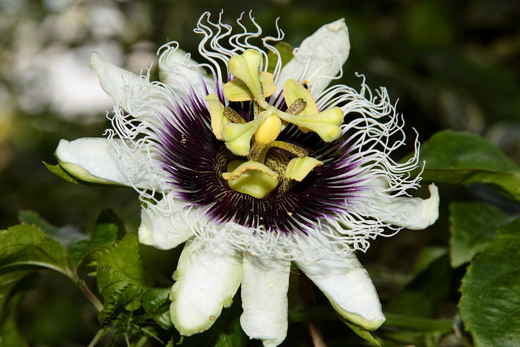Annexe 1024px-Passiflora_edulis_flower_Campinas.JPG