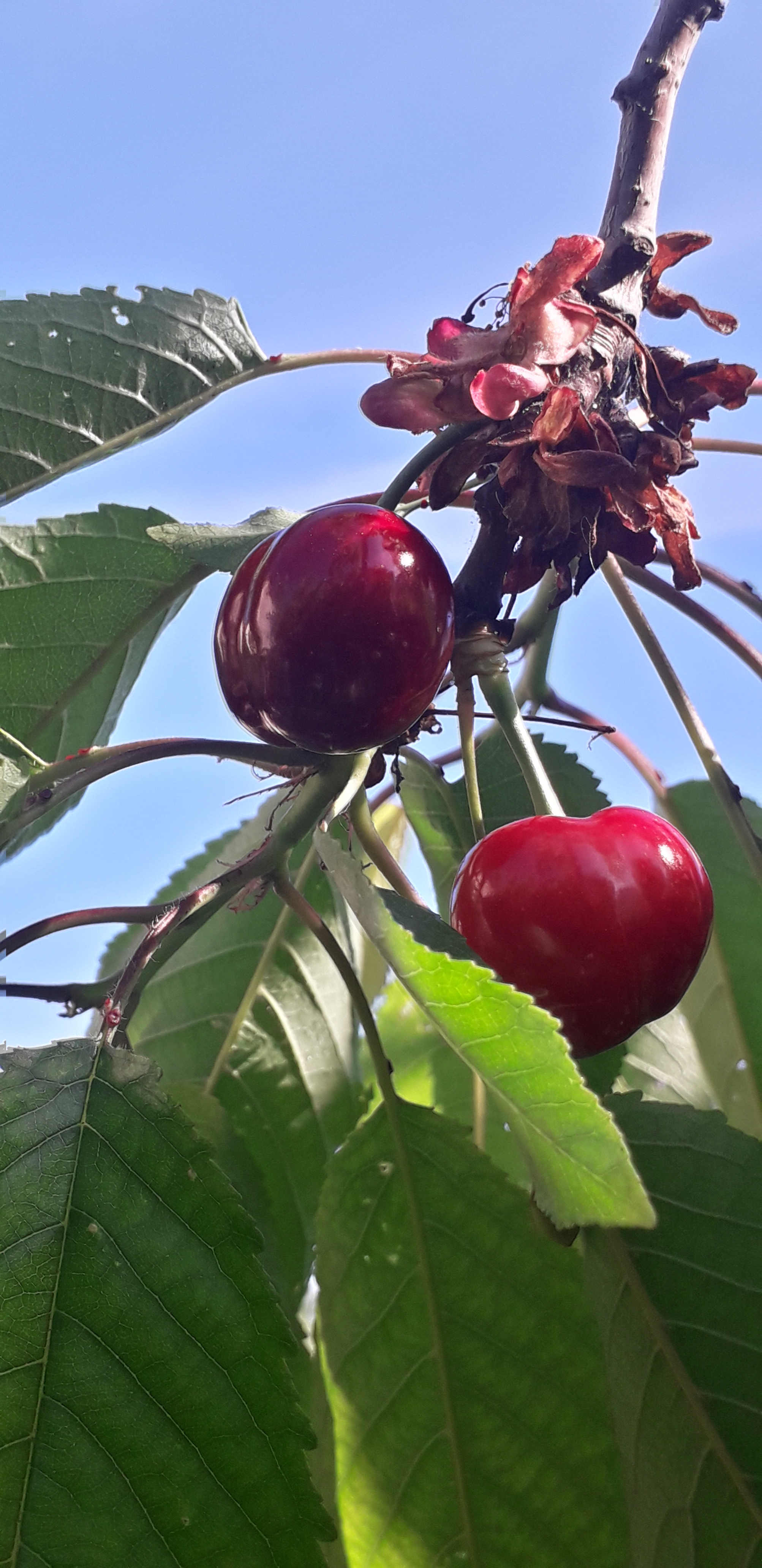 Annexe cerise burlat.jpg