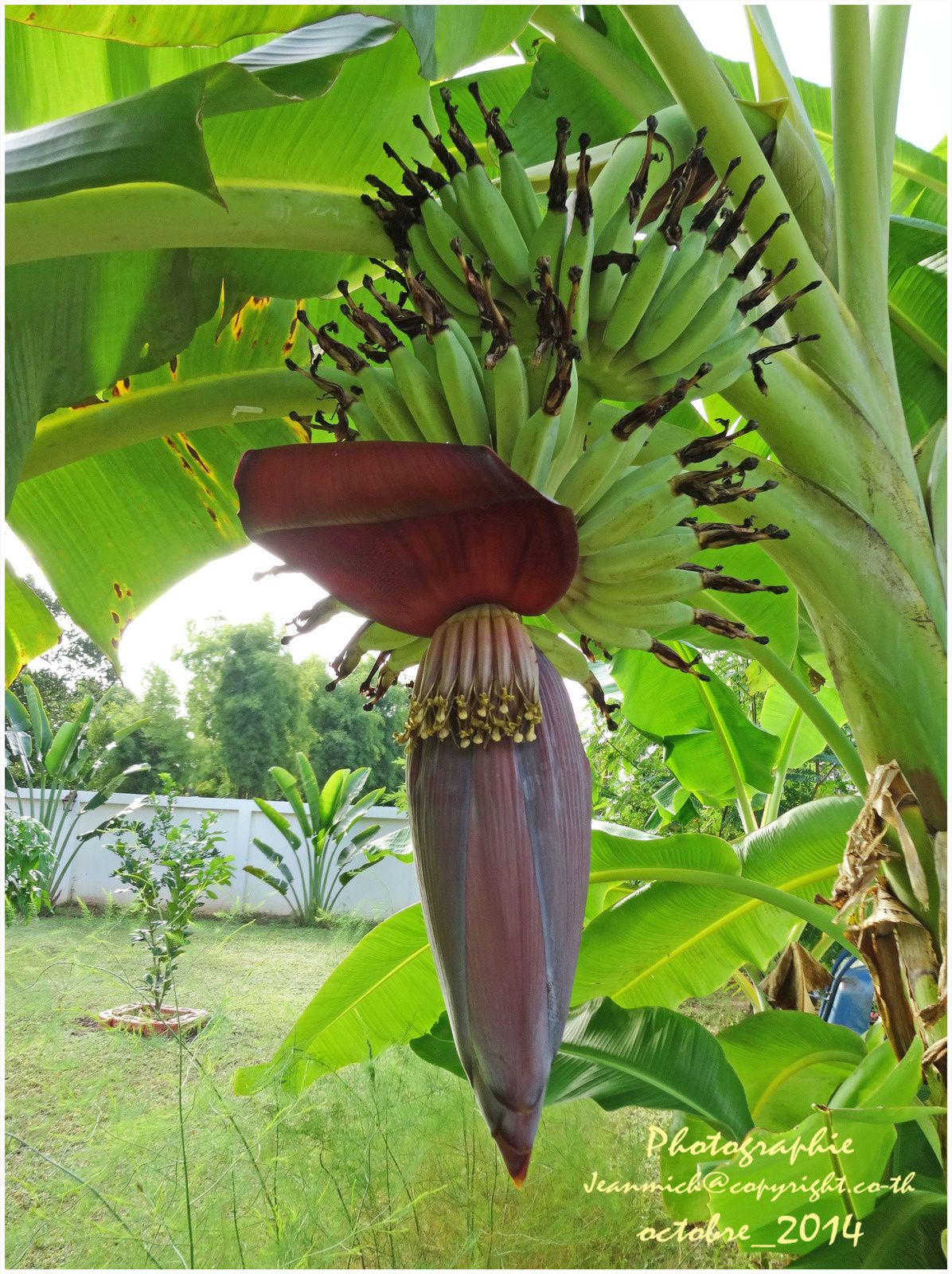 Annexe bananier 2.jpg