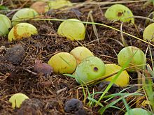 Annexe Marulafruits ausol).jpg