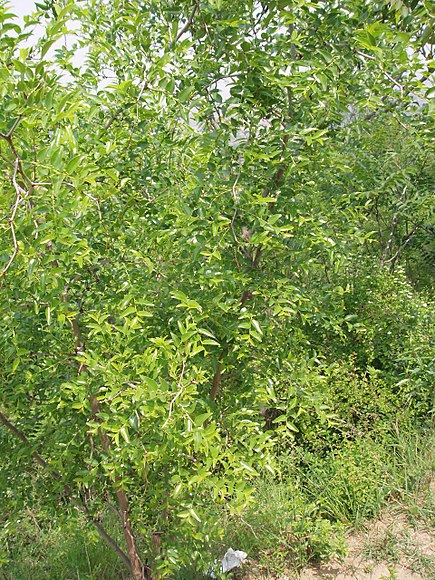 Annexe jujubier1.jpg