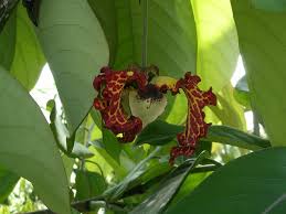 Annexe Monodora myristica fleur.jpg