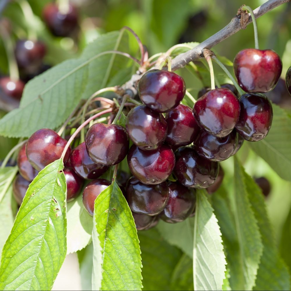 Annexe 4789-cerisier-bigarreau-burlat-taille-en-gobelet-en-pot-2.jpeg