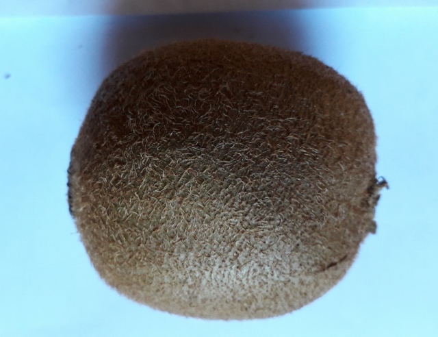 Annexe kiwi (640x492).jpg