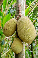 Annexe Jackfruit_hanging.JPG