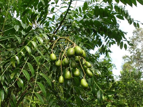 Annexe POMMIER CYNTHERE.jpg