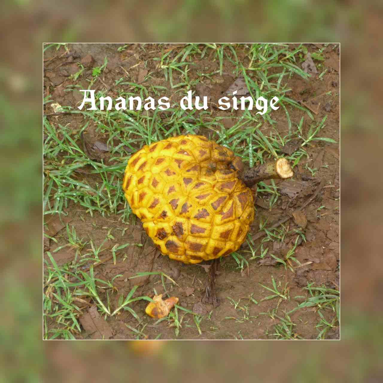 Annexe ananas-du-singe.jpg