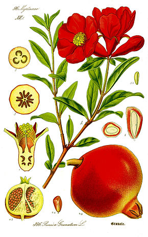 Annexe 290px-Illustration_Punica_granatum1.jpg