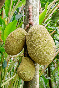 Annexe Jackfruit_hanging.JPG