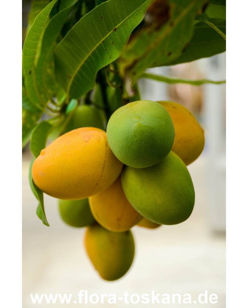 Annexe mangifera-indica-mango-mangobaum.jpg
