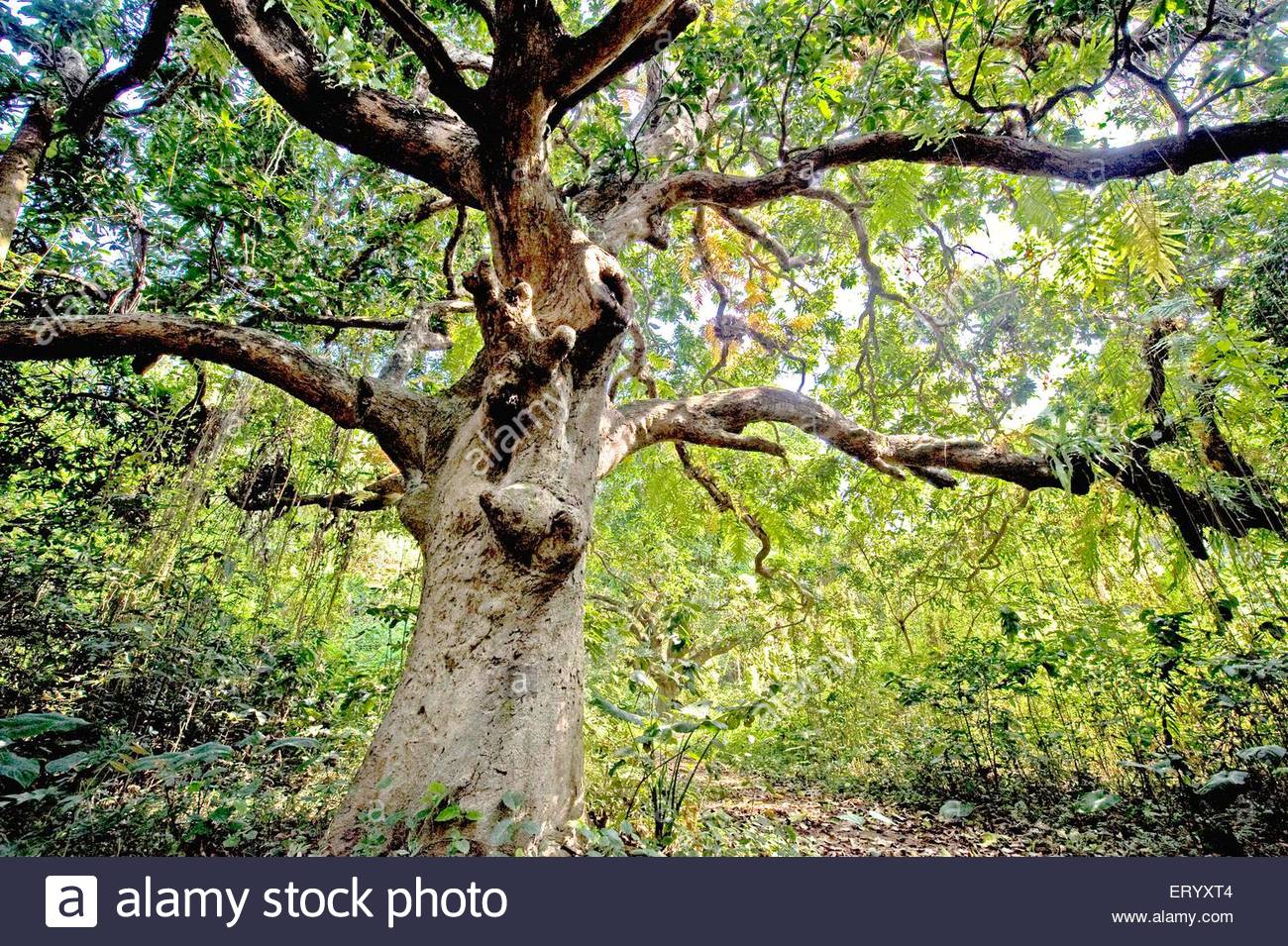 Annexe manguier-mangifera-indica-foret-louest-du-bengale-calcutta-inde-eryxt4.jpg