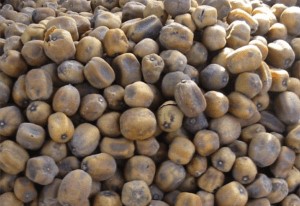 Annexe Balanites aegyptiaca.jpg