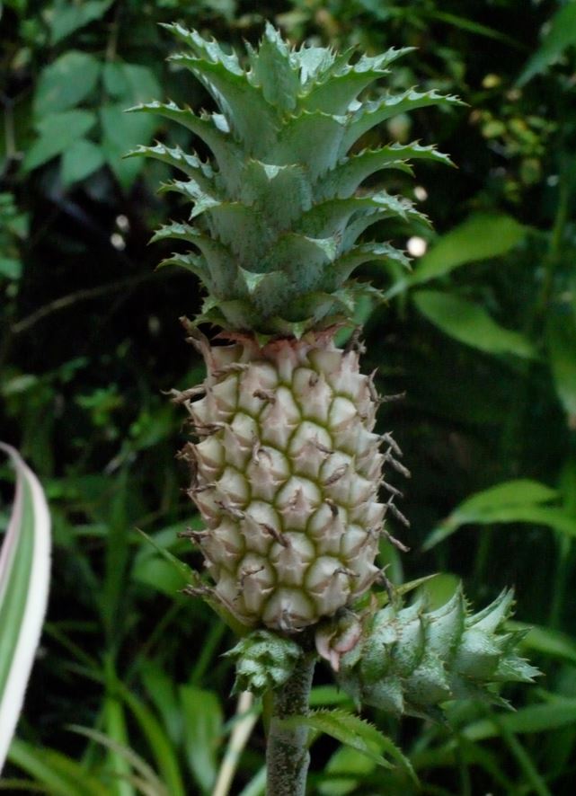 Annexe Ananas.JPG