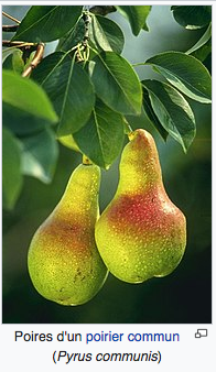 Annexe Capture d’écran 2020-05-06 à 14.38.36.png