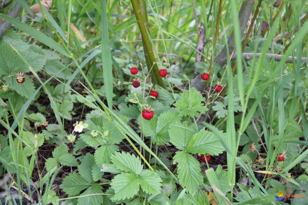 Annexe fraises-des-bois-visoflora-58478.jpg