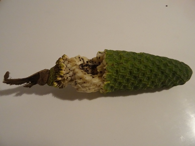 Annexe Faux philodendron.JPG