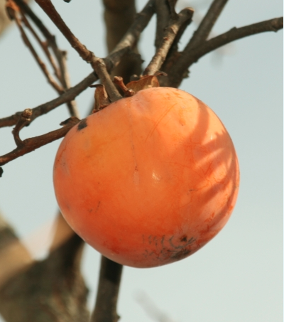 Annexe Capture d’écran 2020-05-06 à 22.51.23.png
