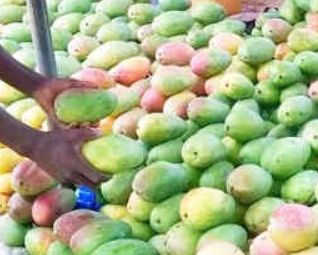 Annexe des mangues.jpg