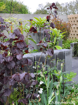 Annexe corylus_pourpre.jpg