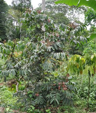 Annexe Safou-arbre-blog.worldagroforestry.org.jpg